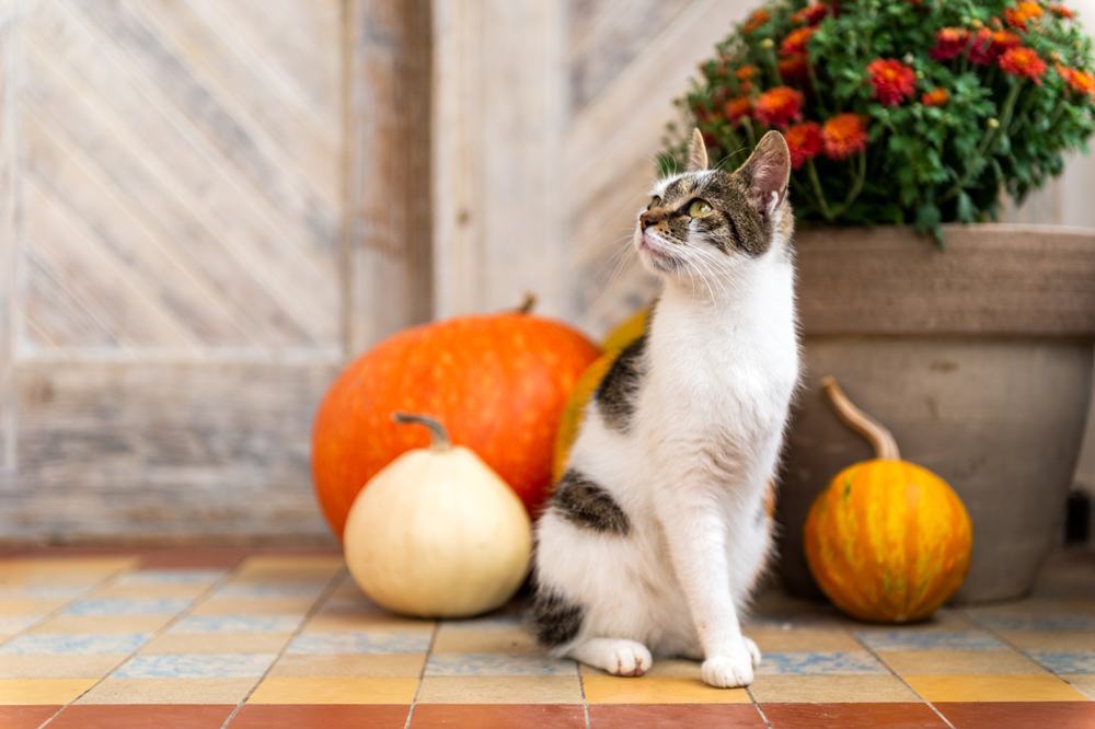 Un chat brun et blanc avec une patte avant manquante est assis sur un porche avec des citrouilles en arrière-plan.