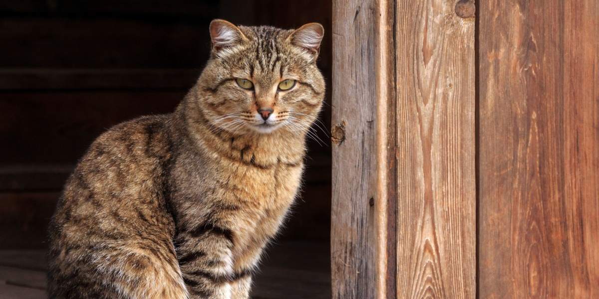 Un chat tigré brun est assis dans l'embrasure de la porte d'une grange.