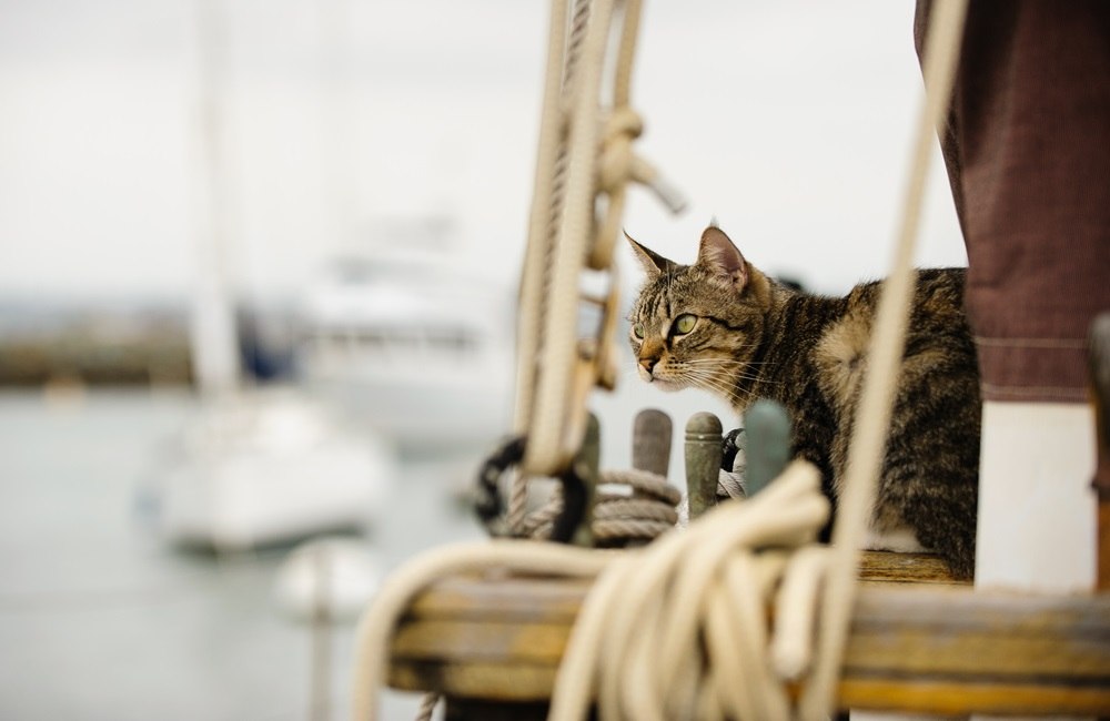 Un chat tigré brun se tient sur un voilier.