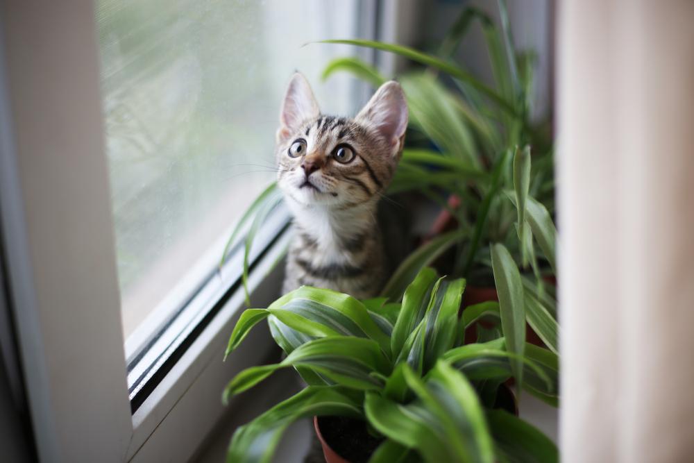 Un chaton tigré brun est assis sur un rebord de fenêtre entouré de plantes d'intérieur.