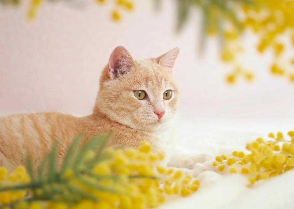 Un tabby chamois est assis avec des fleurs jaunes.