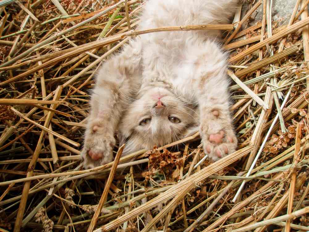 Un chat tigré de couleur crème est allongé sur le dos dans un tas de paille avec ses pattes avant tendues au-dessus de sa tête.