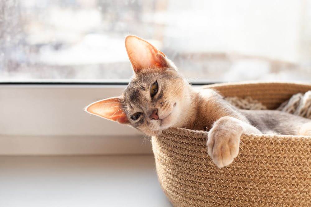 Un chaton abyssinien gris est allongé dans un panier sur le rebord d'une fenêtre.