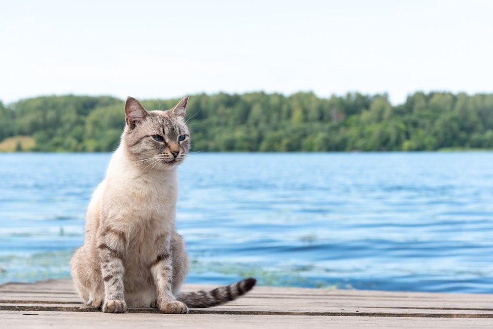 Un chat gris et blanc est assis sur une terrasse près de l'eau.