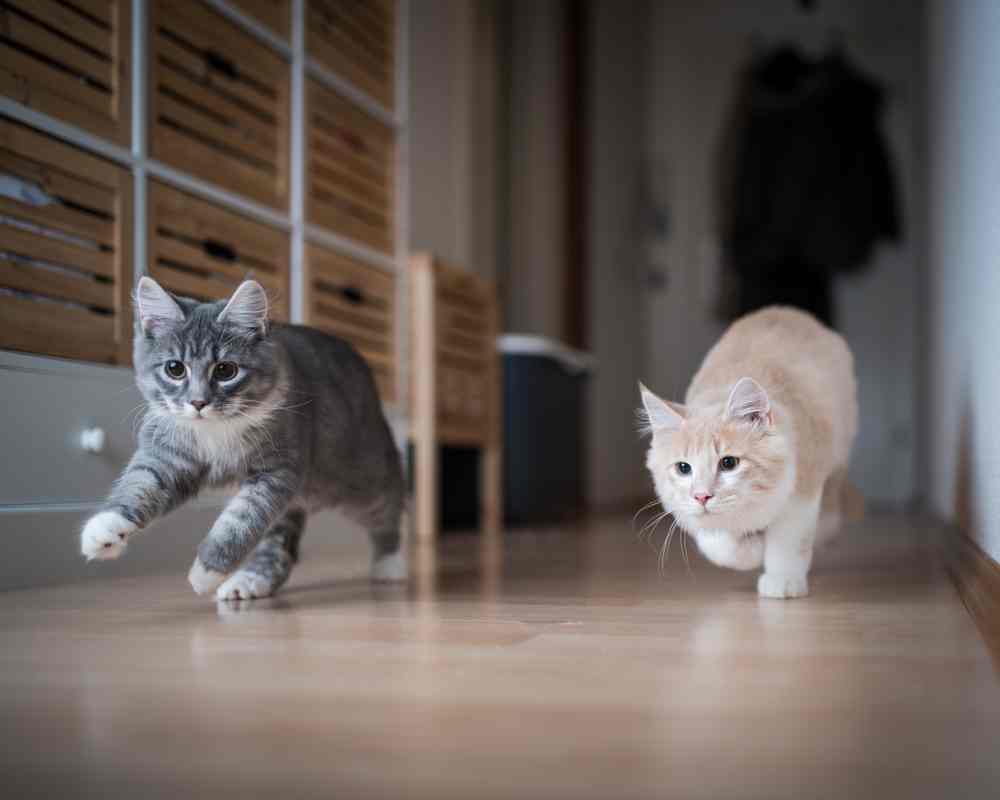 Un chat gris et un chat crème poursuivent un jouet sur un parquet.