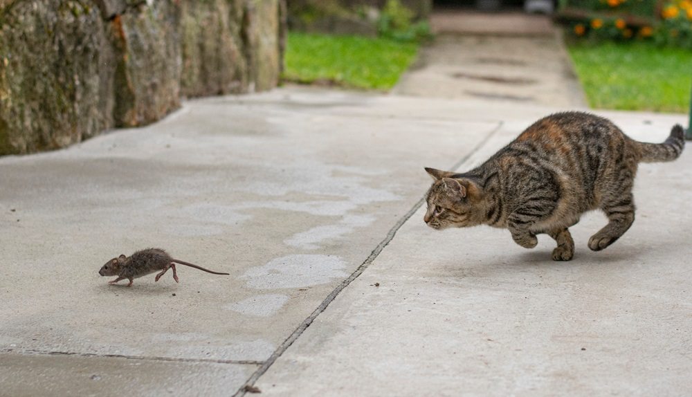 Un chat tigré gris poursuivant une souris à l'extérieur.