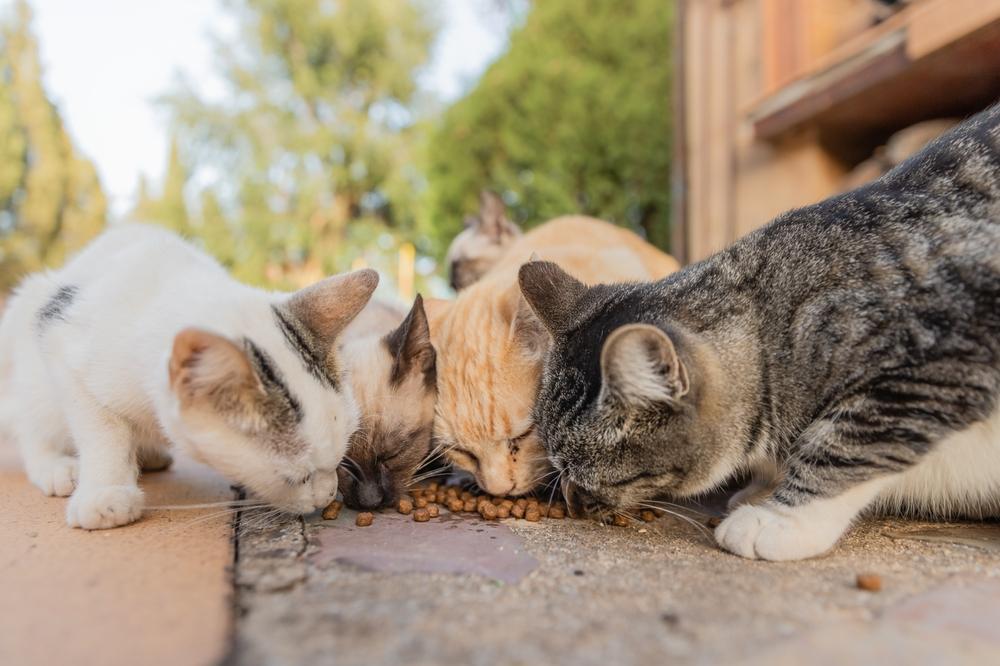 Un groupe de quatre chats mangeant ensemble dans la rue.