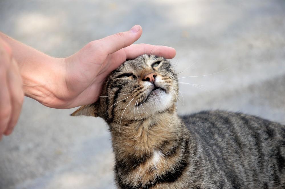 Un chat tigré brun heureux dans la rue, poussant sa tête dans la main de quelqu'un.