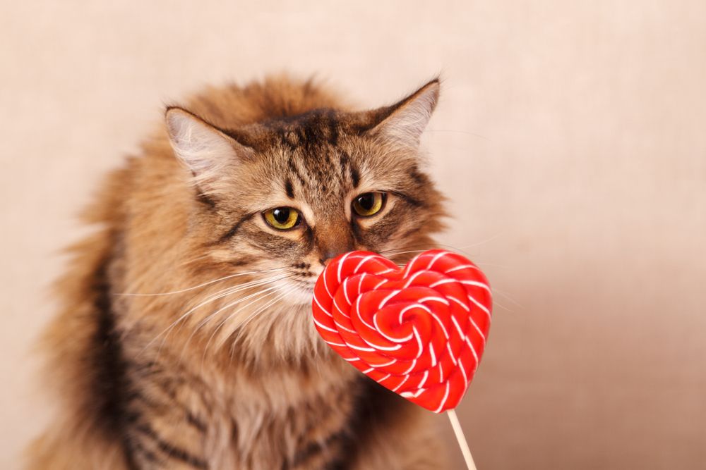 Un chat brun à poils longs reniflant une sucette en forme de cœur