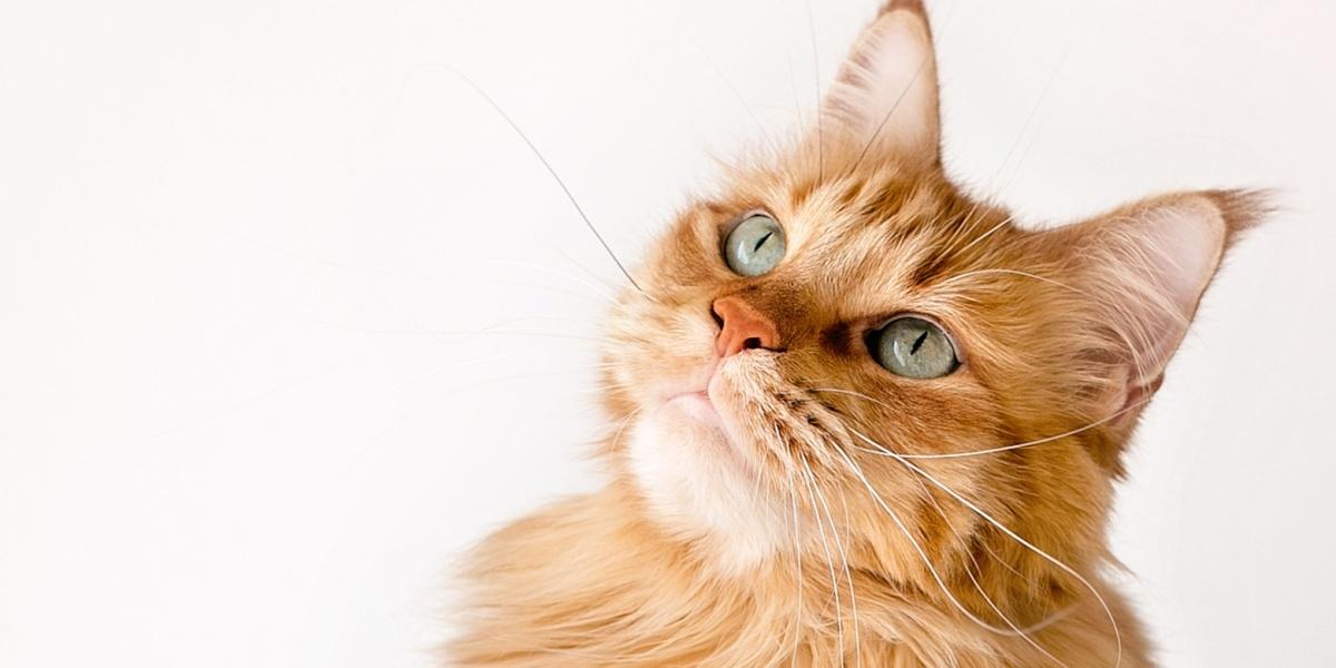 Un chat orange aux poils longs lève les yeux avec des yeux doux