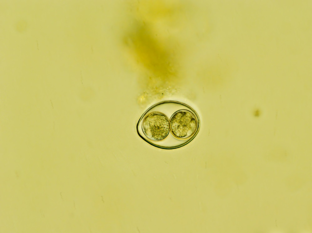 Aspect microscopique du parasite coccidien Cystoisospora apparaissant comme un grand cercle avec deux cercles plus petits au centre sur un fond jaune verdâtre.