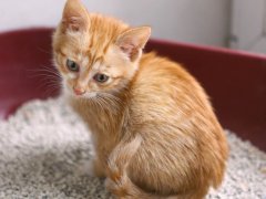 A small orange kitten sitting in a red litter box