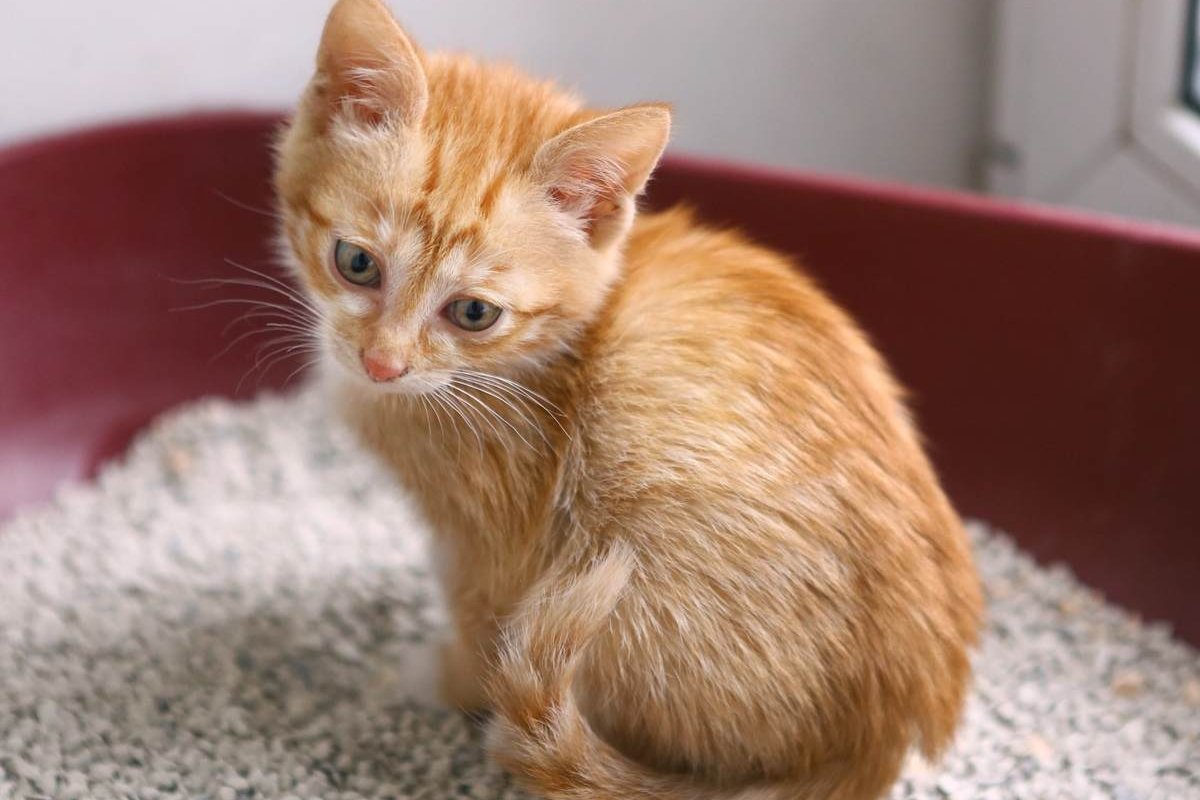 Un petit chaton orange assis dans une litière rouge