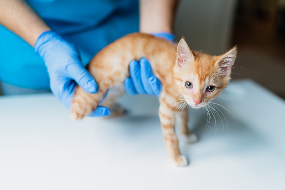 Chat du Bengal avec des rosettes debout poids santé