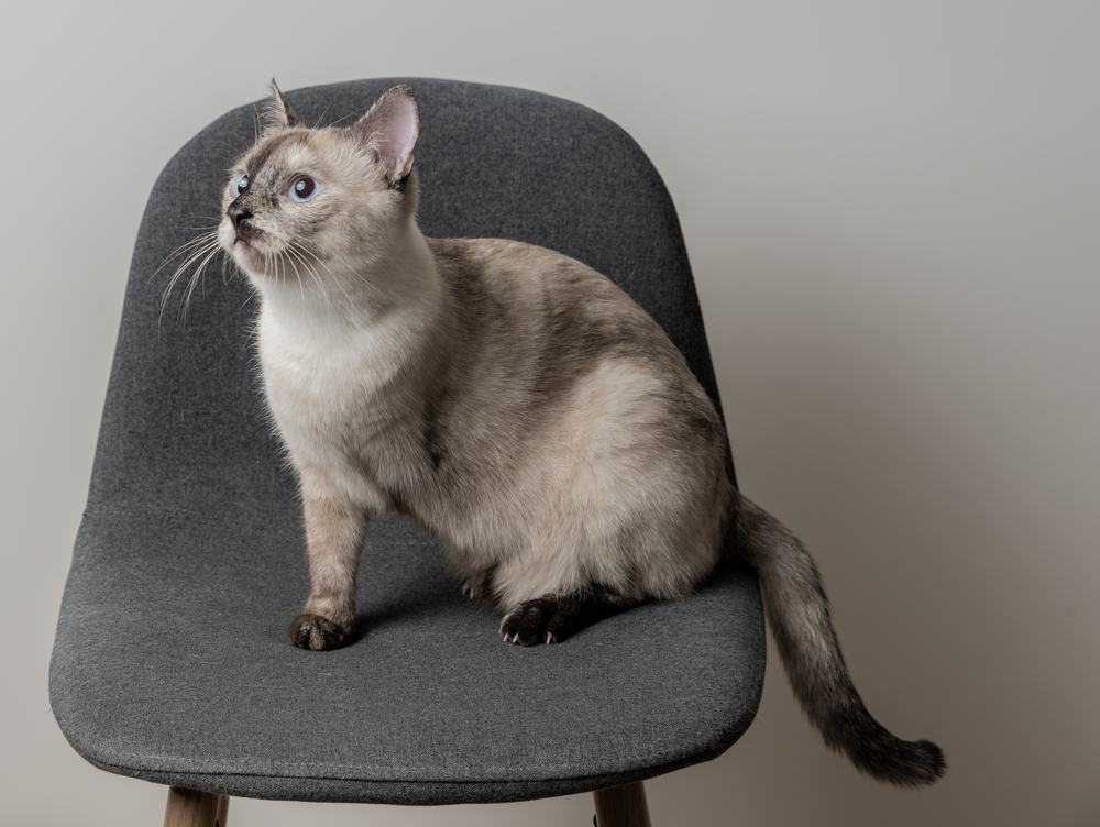 Un chat blanc et gris avec une patte avant manquante est assis sur une chaise