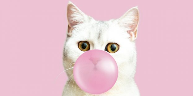 100 noms de bonbons pour chats avec leur signification