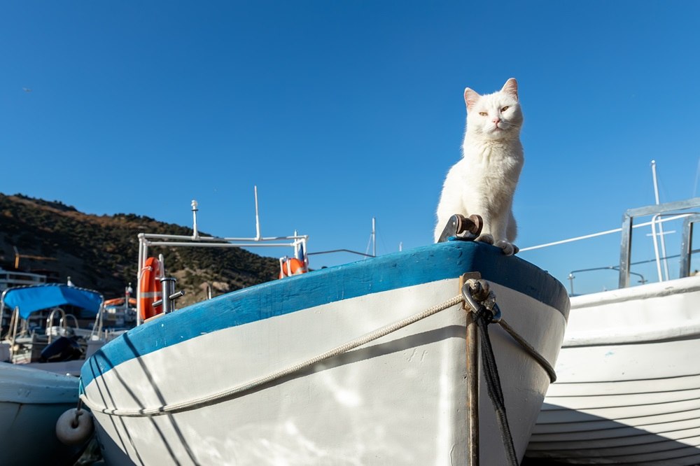 Un chat blanc est assis à l'avant d'un bateau.