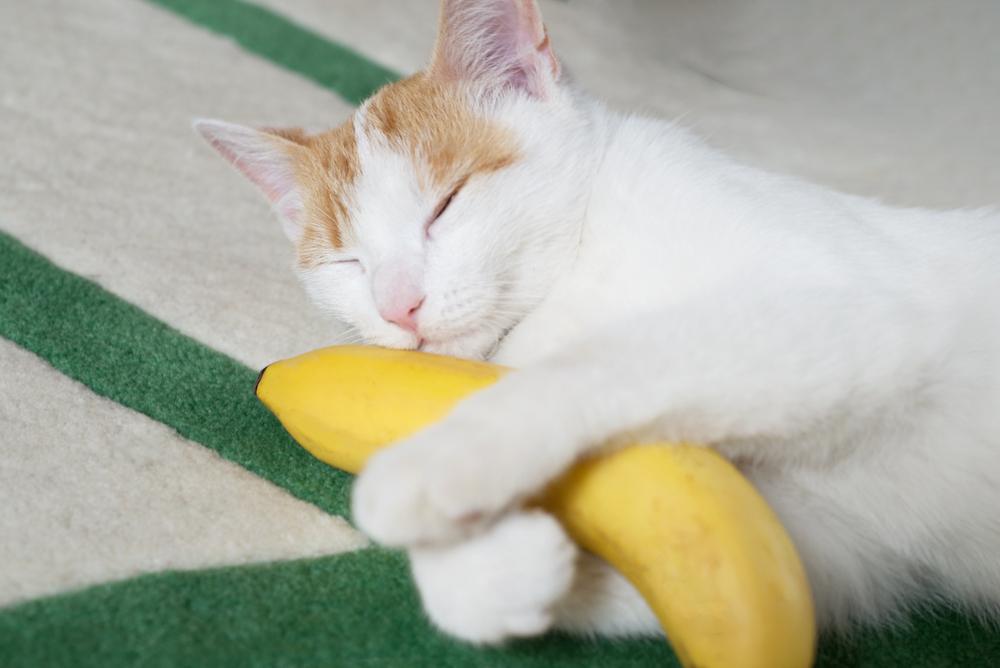 Un chat orange et blanc dort en tenant une banane.