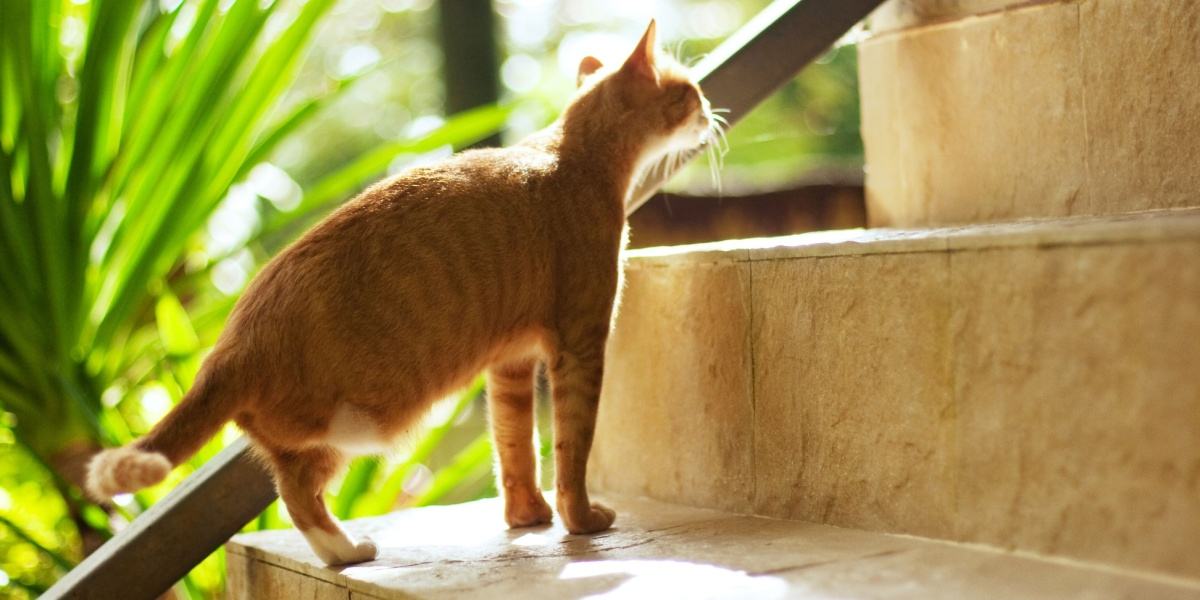 Un chat orange avec une patte arrière manquante monte un escalier.