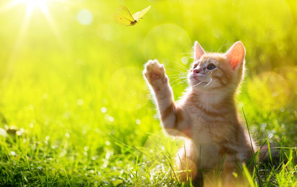 Un chaton orange tend la main vers un papillon.