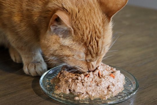 Comment changer la nourriture de votre chat en 10 étapes simples