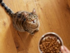 High angle view of woman feeding with dry food her cat at home