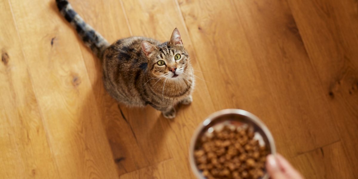 Vue en plongée d'une femme qui nourrit son chat avec de la nourriture sèche à la maison