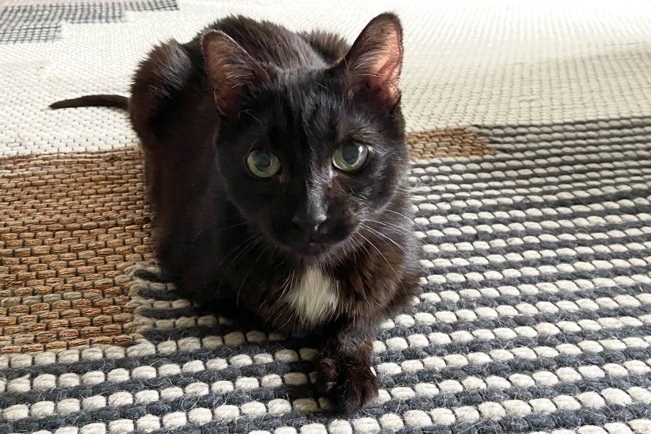 De beaux pains de chat noir sur un tapis.