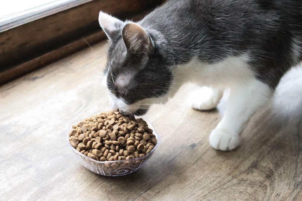 Chat orange et blanc mangeant de la nourriture sèche