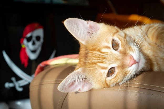 100 idées de noms de chats pirates avec des significations pour votre chat aventurier