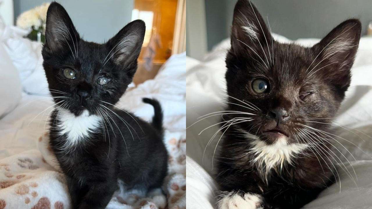 Découvrez Kricket : cet adorable chaton en famille d'accueil a courageusement surmonté son problème oculaire avec beaucoup d'amour et de soins.