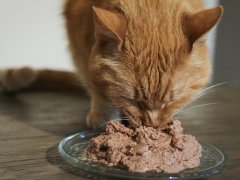 wet cat food fresh