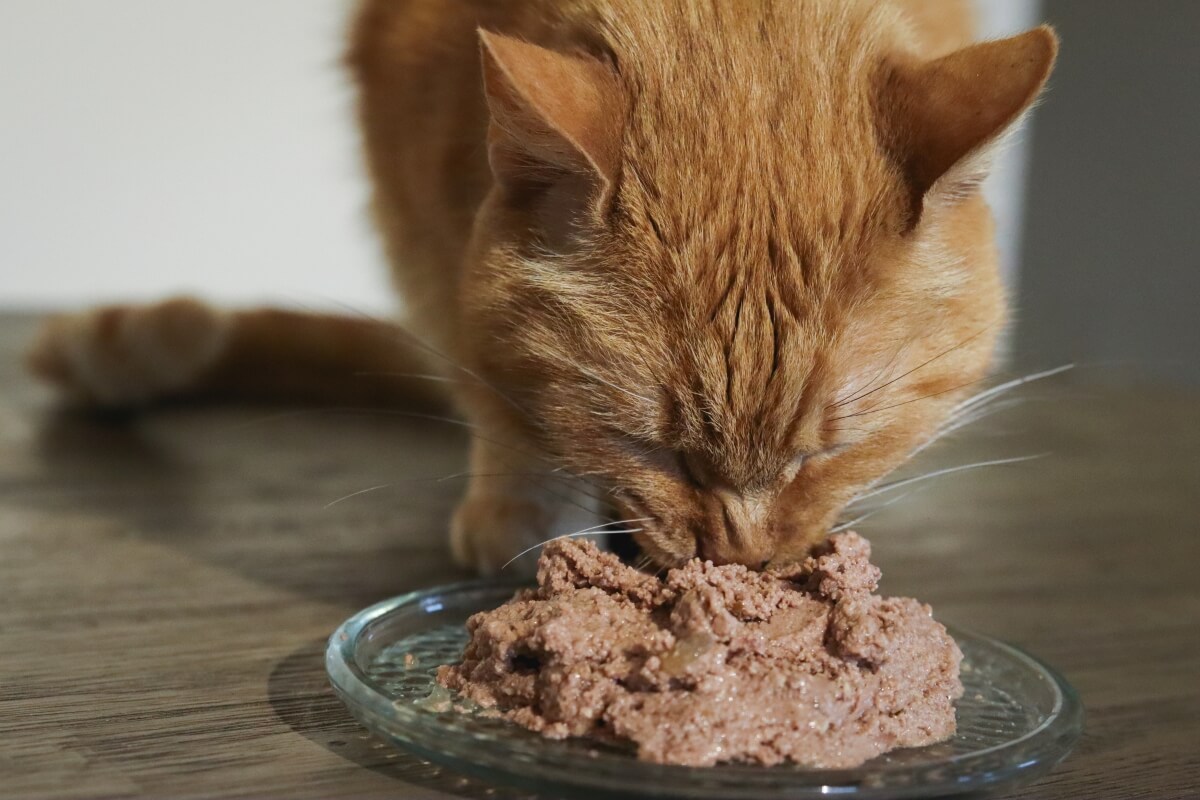 nourriture humide pour chat fraîche