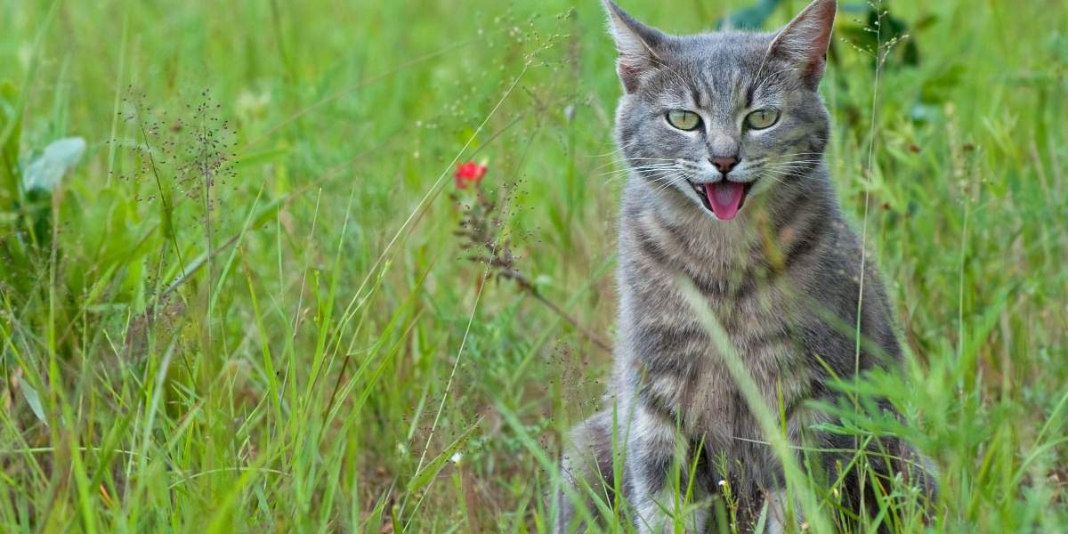 Chat assis dans l'herbe haute, haletant