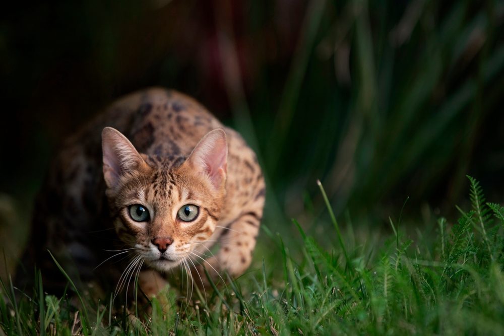 Portrait d'un chat du Bengal en chasse sur fond d'herbe verte.