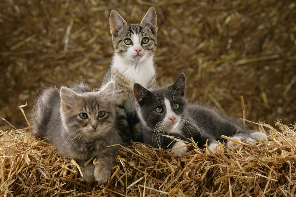 Trois chatons sont assis sur une botte de paille.