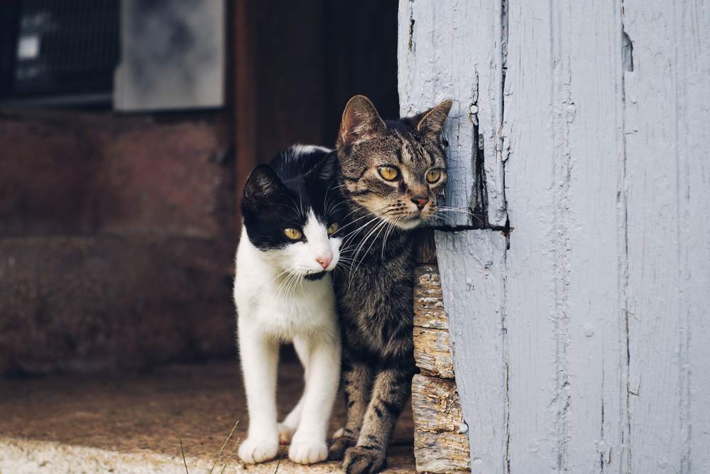 Deux chats regardent derrière le coin d'un mur de grange.