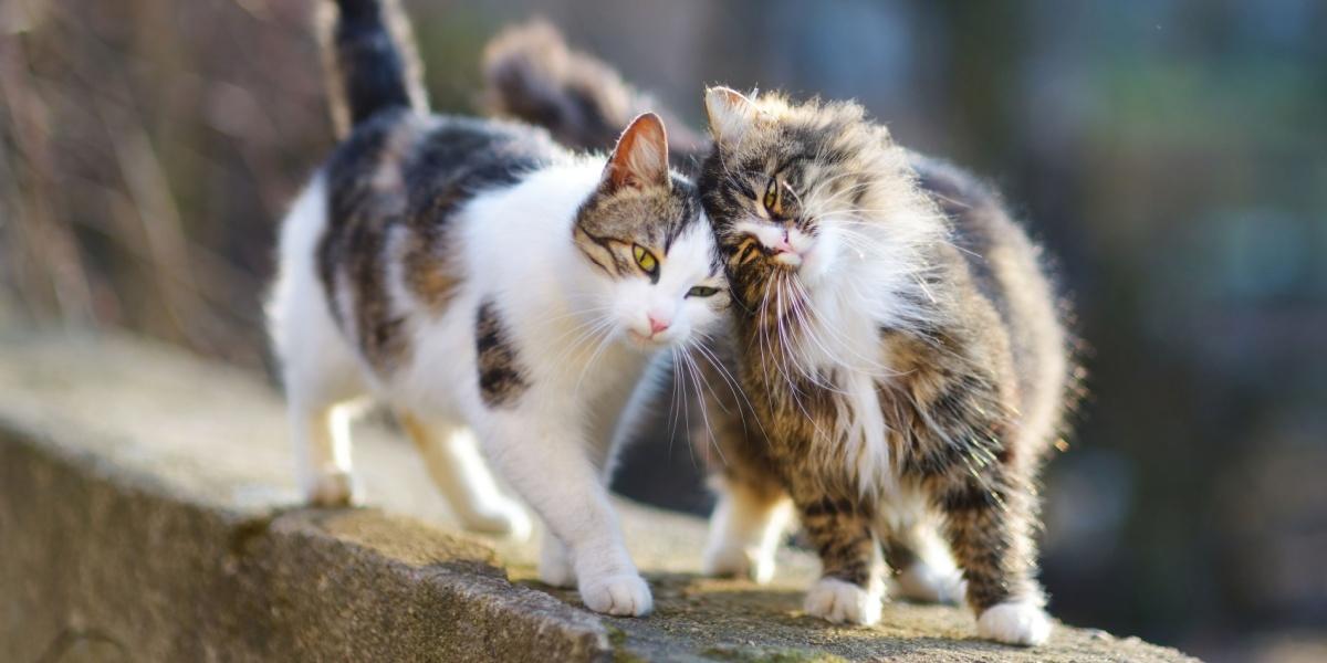 Deux chats marchant sur un mur de pierre, pressant leurs têtes l'une contre l'autre.