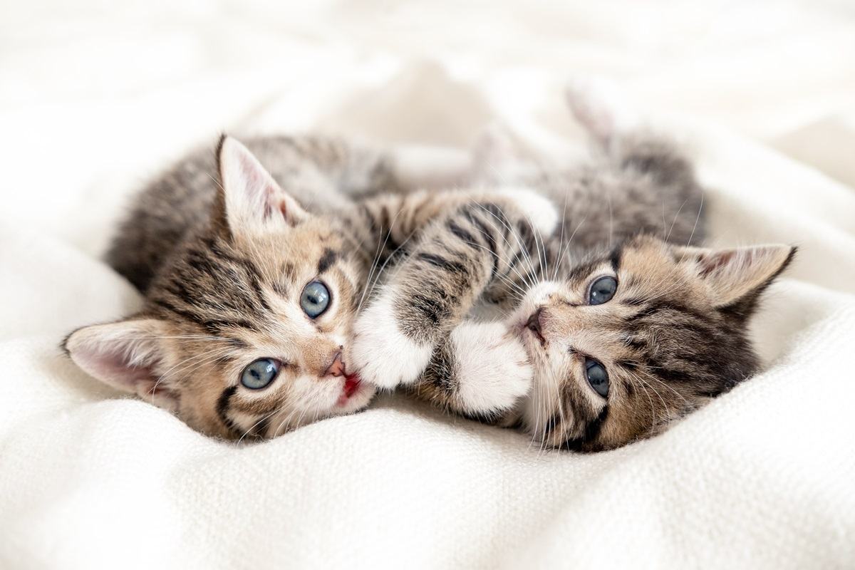 Deux petits chatons rayés et joueurs aux pattes blanches