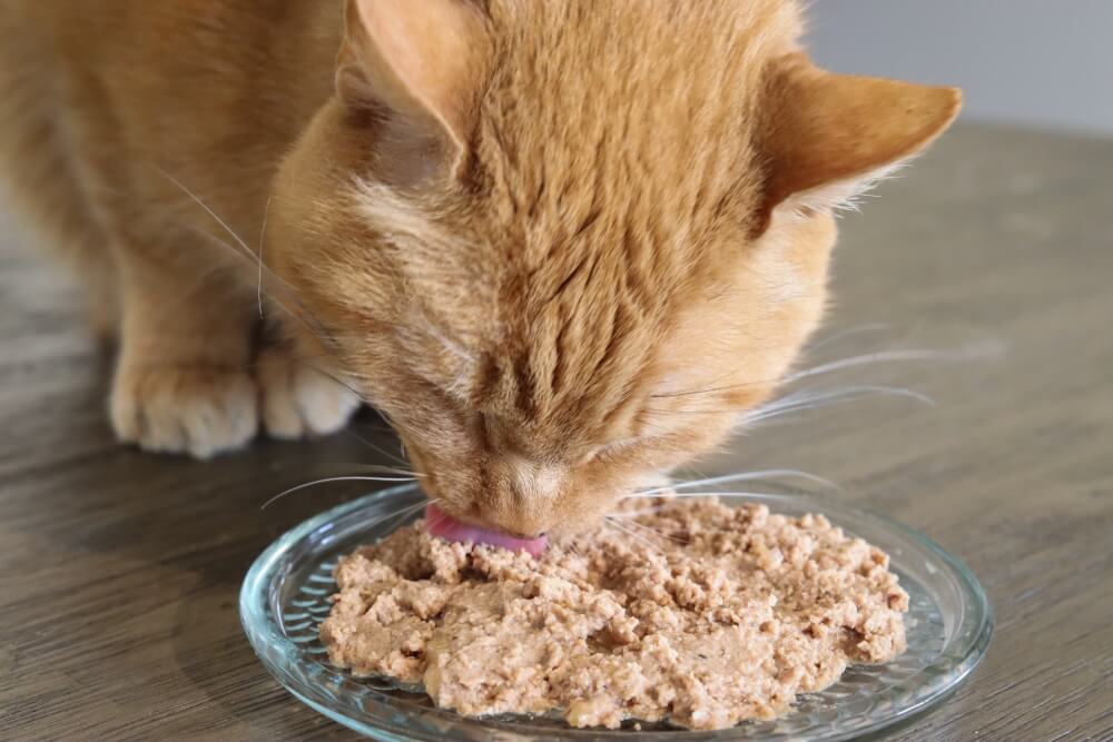 Chat tigré orange mangeant de la nourriture humide