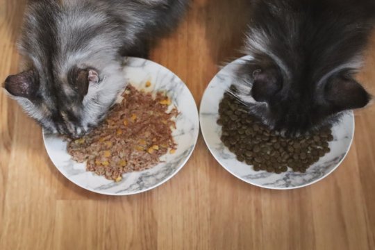 Comment passer de la nourriture humide à la nourriture sèche pour chat ?