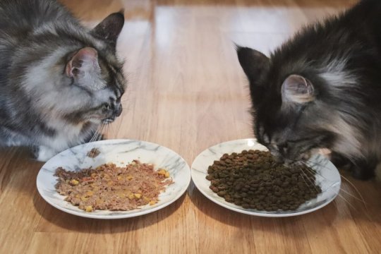 Nourriture humide ou sèche pour chats : quelle est la meilleure nourriture pour les chats ?