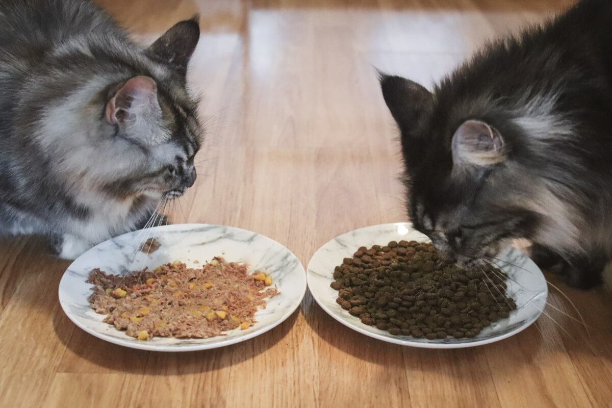 Nourriture humide ou sèche pour chat