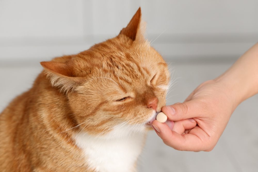 Femme donnant une pilule de vitamines à un chat mignon à l'intérieur, gros plan