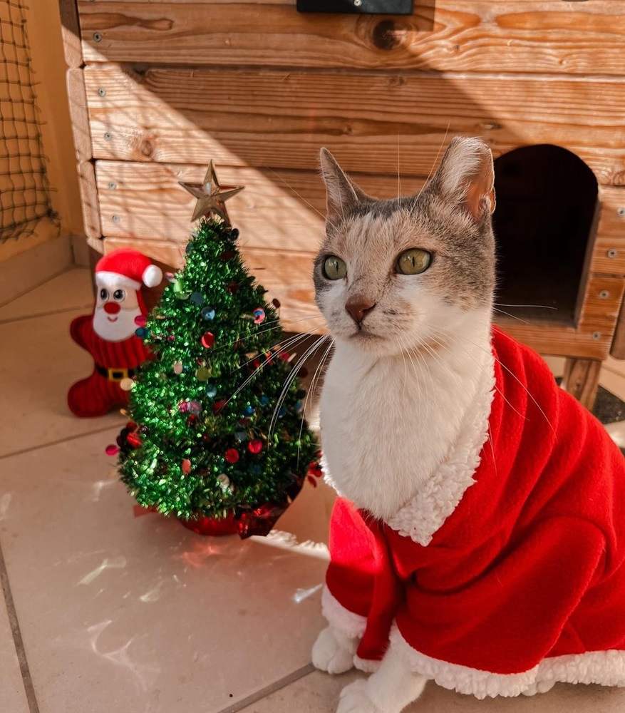 La foi dans les coutumes de Noël