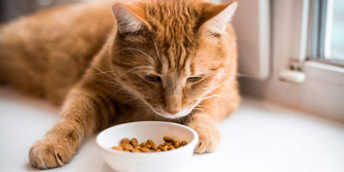 un chat roux regarde un petit bol blanc rempli de croquettes