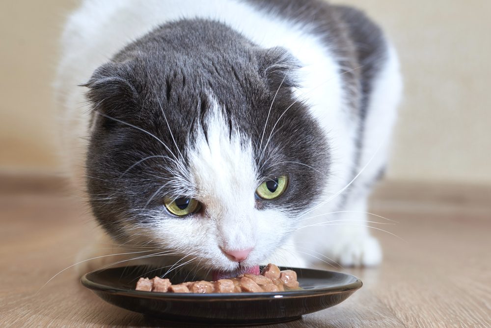 un chat gris et blanc mange de la nourriture humide dans un bol noir peu profond