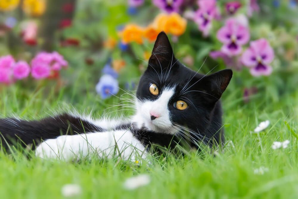 chat tuxedo couché sur le dos dans un pré devant des fleurs colorées