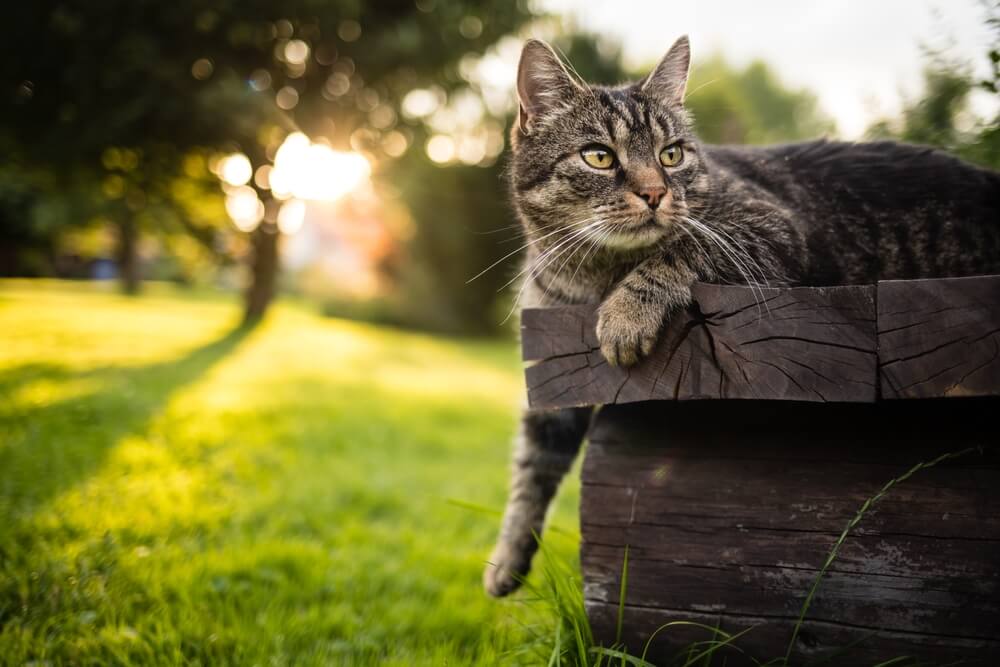 chat à poil court allongé à l'extérieur sur un banc en bois avec la patte tendue et regardant curieusement vers la droite.