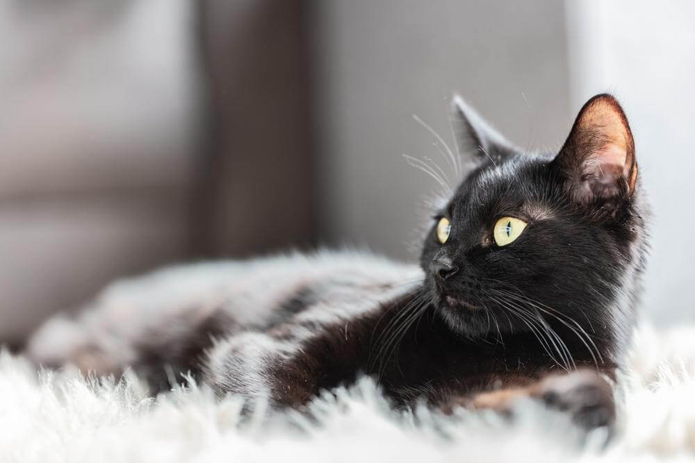 Un chat noir est allongé sur un tapis blanc duveteux et regarde sur le côté quelque chose hors du cadre.